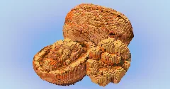 Walnut Fruit — Minecraft Build by LeonisBuilds (2)