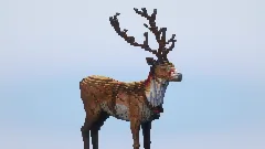 Christmas Reindeer — Minecraft Build by LeonisBuilds (2)
