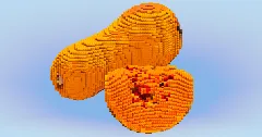 Butternut Vegetable — Minecraft Build by LeonisBuilds (2)
