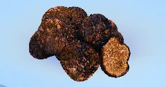 Truffle — Minecraft Build by LeonisBuilds (1)