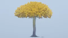 Elden Ring Yggdrasil Tree — Minecraft Build by LeonisBuilds (1)