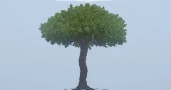 Giant Tree — Minecraft Build by LeonisBuilds (1)