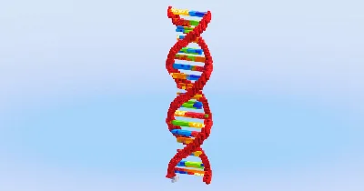 DNA — Minecraft Build by LeonisBuilds